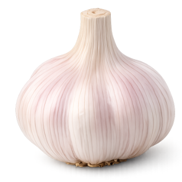360x360-knoblauchzehe